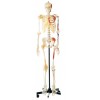 DELUX LIFE-SIZE HUMAN SKELETON COLORED 170CMS TALL WITH ENTHESIS OF MUSCLES